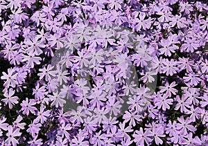 Creeping phlox flower background