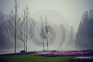 Creeping Phlox Flower Gardens Foggy photo