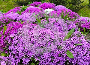 Creeping phlox flowering plant (Phlox subulata