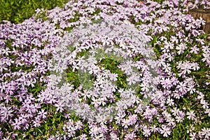 Creeping phlox in a garden