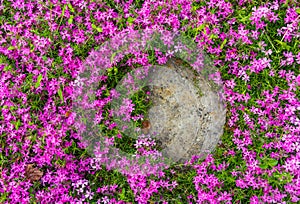 Creeping Phlox