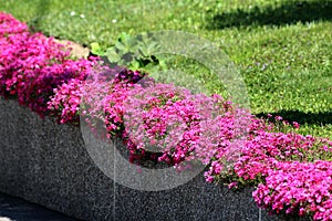 Creeping phlox or Phlox stolonifera herbaceous stoloniferous perennial plant growing as creeping plant on edge of concrete wall