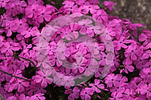 Creeping phlox Phlox subulata