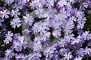 Creeping phlox (Phlox subulata)