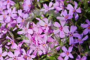 Creeping Phlox Phlox subulata, Emerald Pink, McDaniel`s Cushion Moss Phlox