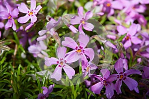 Creeping Phlox Phlox subulata, Emerald Pink, McDaniel`s Cushion Moss Phlox