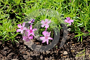 Creeping phlox or Phlox stolonifera herbaceous stoloniferous perennial plants with pink flowers surrounded with narrow green photo