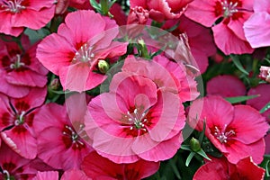 Creeping phlox (subulata