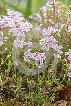 Creeping Phlox subulata Candy Stripes, with pink and white striped flowers