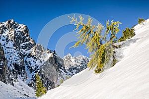 Creeping pine in mountains