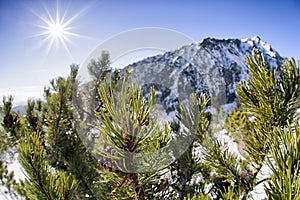 Creeping pine in mountains and shinning sun