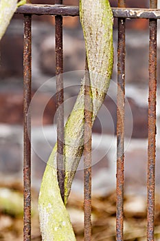 Creeping plant branch