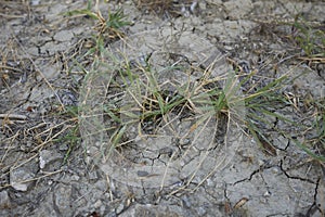 Cynodon dactylon close up