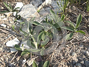 Creeping plant of Hieracium pilosella