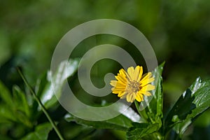 Schleichend anlage ist ein bekannt wie schleichend zündkerze welche hat Blumen morgen 