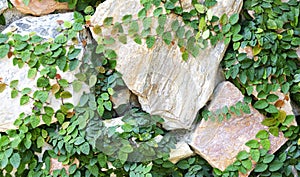 Creeping plant on stone brick wall background