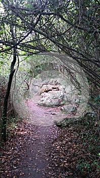 Creeping Plants And Forest Path