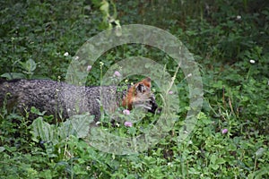 Creeping and Prowling Grey Fox in the Wild