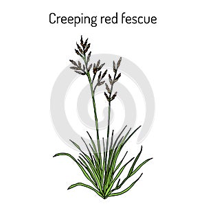 Creeping red fescue festuca rubra , medicinal plant
