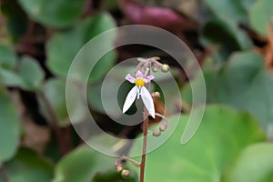 Creeping Saxifrage, Saxifraga stolonifera, flower photo