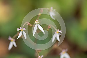 Creeping Saxifrage, Saxifraga stolonifera, close-up flower photo