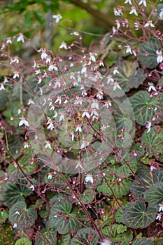 Creeping Saxifrage Saxifraga stolonifera, flowering plants photo