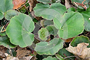 Creeping Saxifrage, Saxifraga stolonifera, plant in natural habitat photo