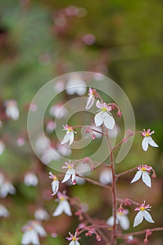 Creeping Saxifrage Saxifraga stolonifera small flowers photo