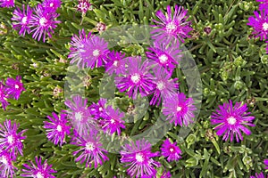 Creeping Shrubby Ice Plant