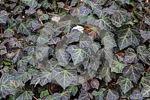 Creeping shrubs clinging to their adventitious roots of the walls