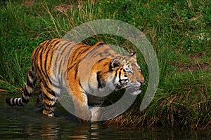 Creeping Siberian Tiger