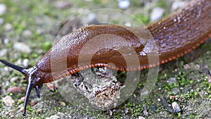 Creeping slow red slug, Holland