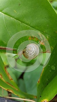 Creeping snail