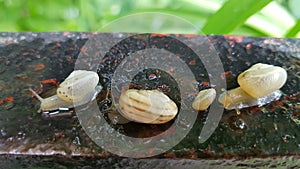 Creeping Snail Queue