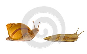 Creeping snail and red slug 3d realistic vector
