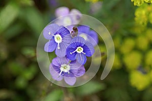 Creeping speedwell, Veronica peduncularis