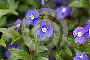 Creeping speedwell, Veronica peduncularis photo