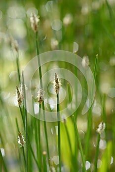 Creeping spike rush photo