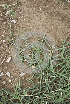 Cynodon dactylon close up