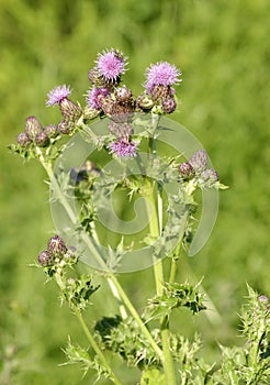 Creeping Thistle