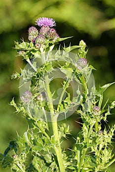 Creeping Thistle