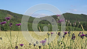 Creeping Thistle Cirsium arvense  in the Oats field