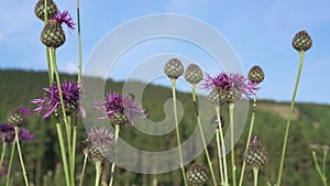 Creeping Thistle Cirsium arvense  in the Oats field