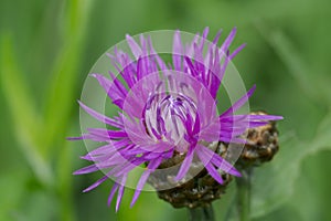 Creeping thistle flower