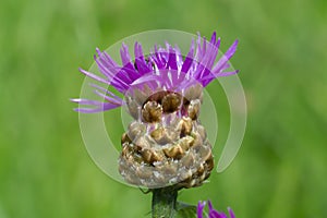 Creeping thistle flower