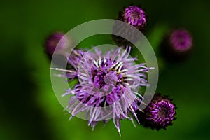 Creeping Thistle Macro, in Bedfordshire