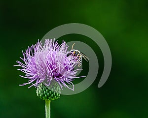 Creeping thistle