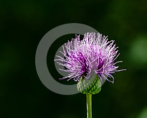 Creeping thistle