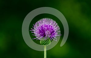 Creeping thistle