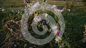 Creeping thistle or pink sow-thistle . Latin name - Cirsium arvense